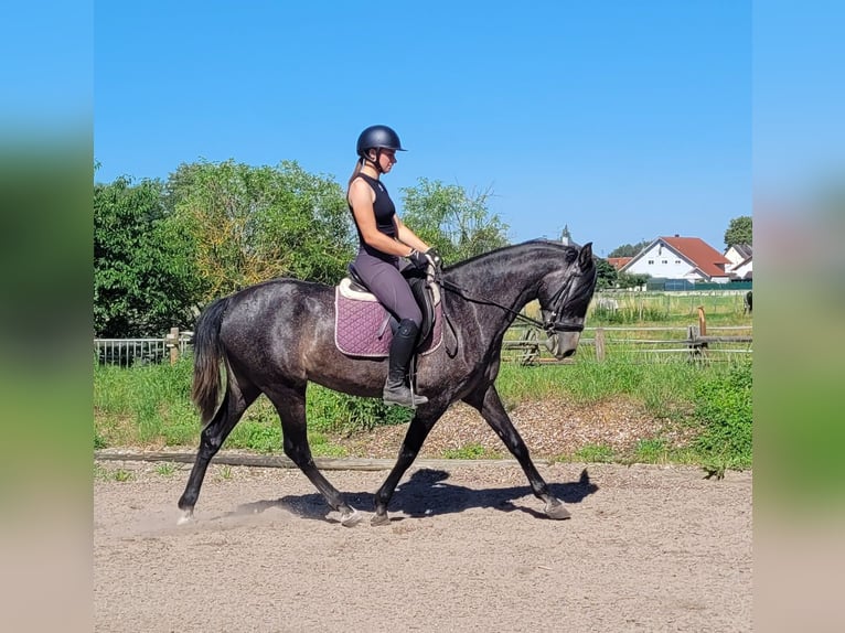 PRE Mix Klacz 4 lat 158 cm Formy Brown Falb in Karlshuld