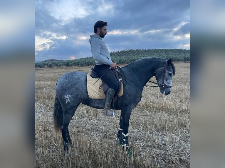 PRE Mix Klacz 4 lat 158 cm Siwa jabłkowita in Martfeld