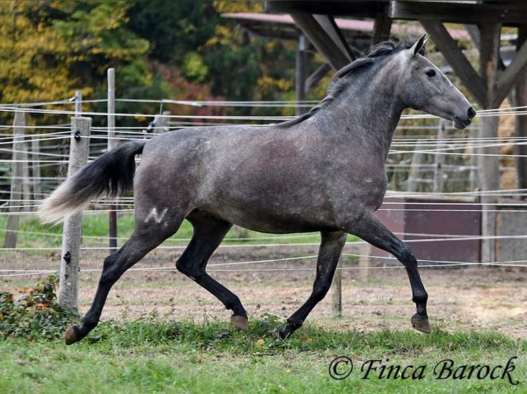 PRE Mix Klacz 4 lat 158 cm Siwa in Wiebelsheim