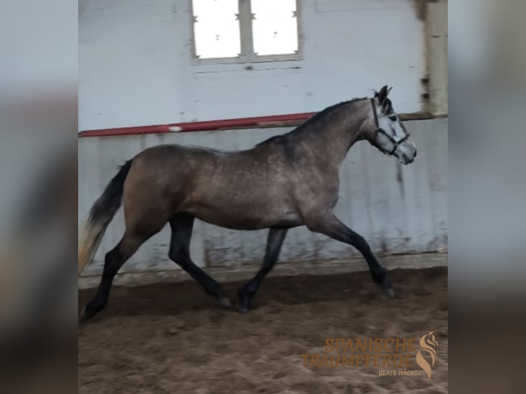 PRE Klacz 4 lat 158 cm Siwa in Traventhal