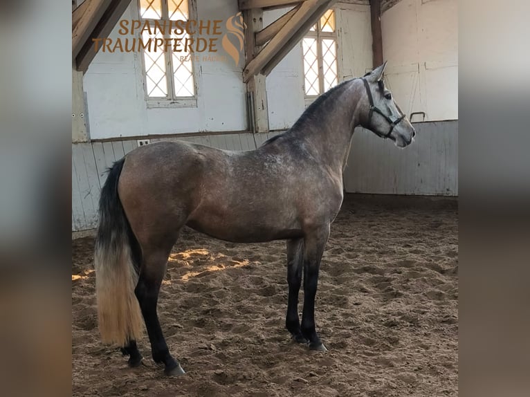 PRE Mix Klacz 4 lat 158 cm Siwa in Traventhal