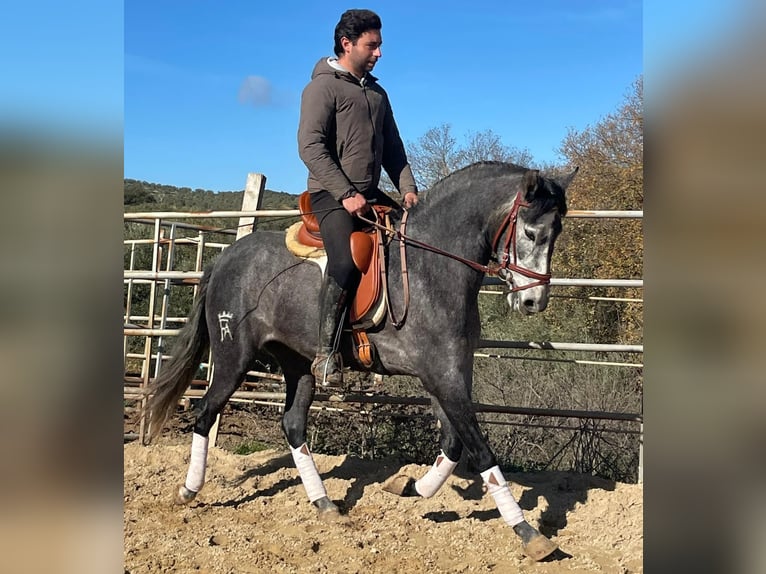 PRE Mix Klacz 4 lat 158 cm Stalowosiwy in Aachen