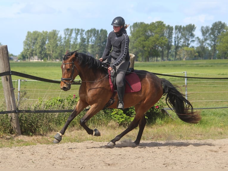 PRE Mix Klacz 4 lat 160 cm Gniada in Wremen