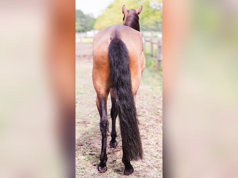 PRE Klacz 4 lat 160 cm Gniada in Wingene