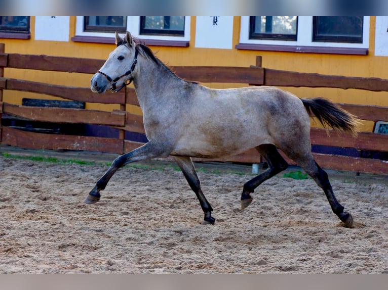 PRE Klacz 4 lat 160 cm Siwa jabłkowita in Polenz