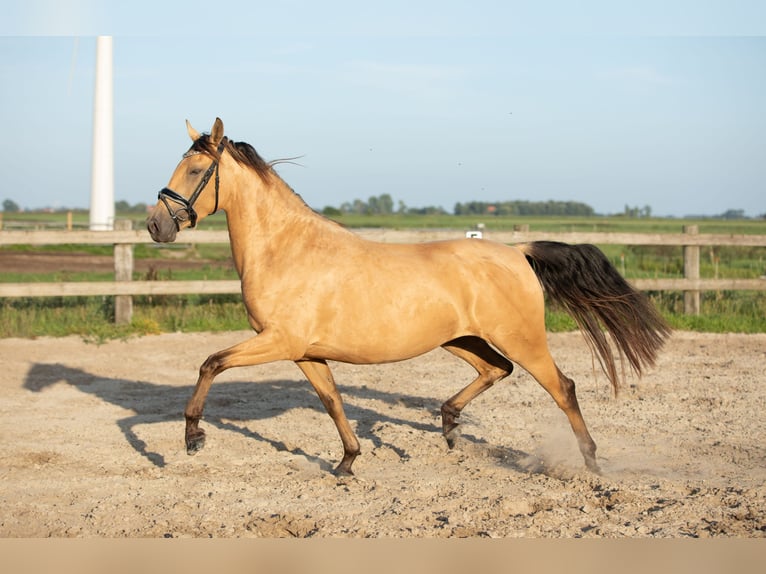 PRE Klacz 4 lat 161 cm Jelenia in Hartwerd
