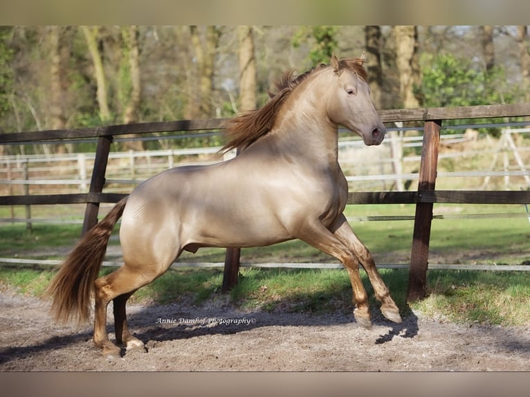 PRE Klacz 4 lat 161 cm Jelenia in Hartwerd