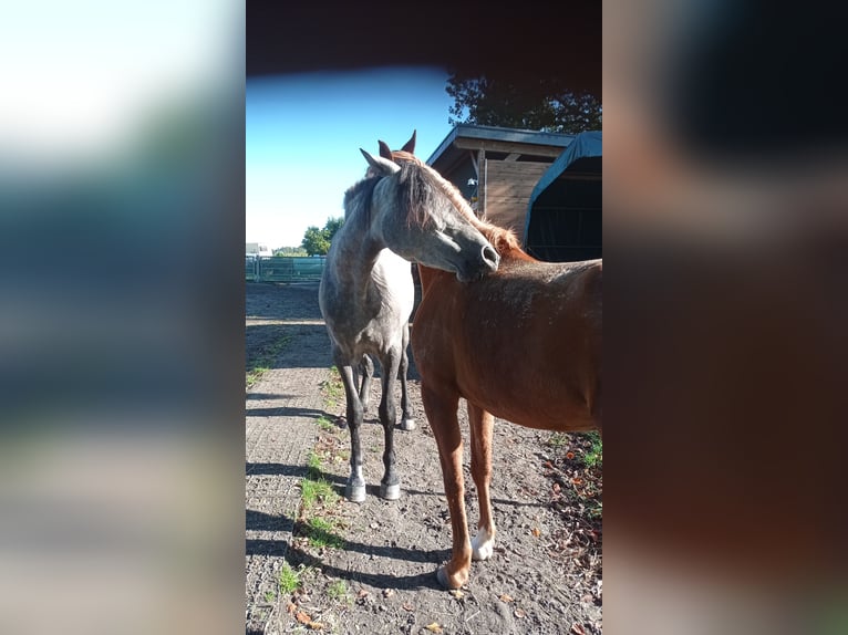 PRE Klacz 4 lat 161 cm Siwa jabłkowita in H&#xFC;nxe