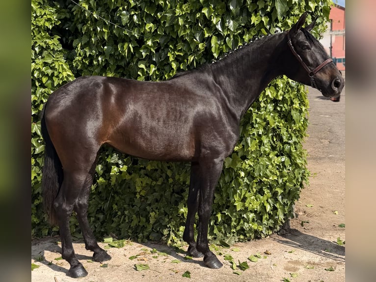 PRE Klacz 4 lat 161 cm Skarogniada in Vega De AlmenaraPeñaflor