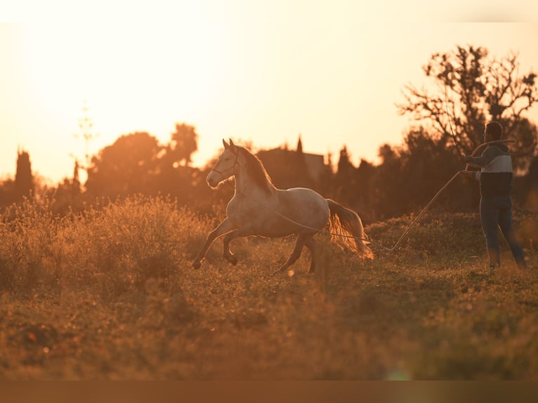 PRE Klacz 4 lat 162 cm Siwa in Felanitx