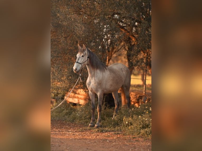 PRE Klacz 4 lat 162 cm Siwa in Felanitx