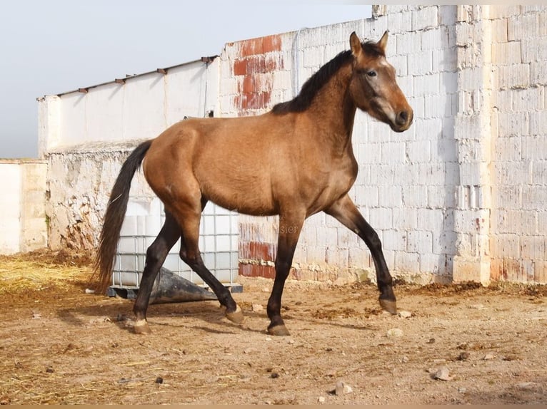 PRE Klacz 4 lat 163 cm Siwa in Provinz Malaga