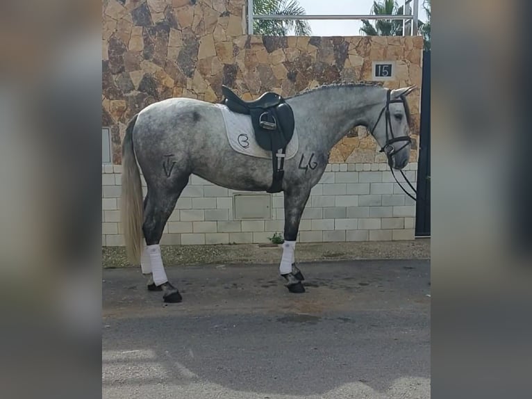 PRE Klacz 4 lat 163 cm Siwa in Malaga