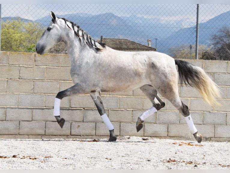 PRE Klacz 4 lat 163 cm Siwa in Provinz Granada