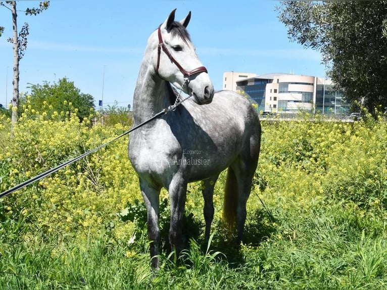 PRE Klacz 4 lat 163 cm Siwa in Provinz Granada