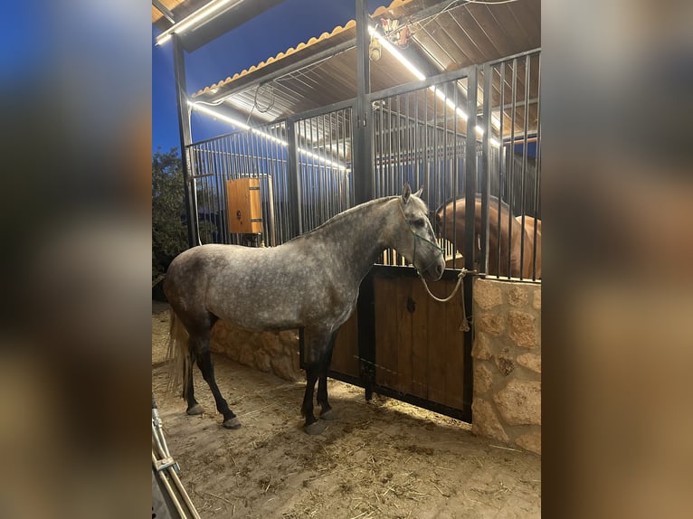 PRE Mix Klacz 4 lat 164 cm Siwa jabłkowita in Jaen