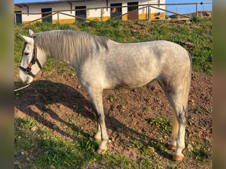 PRE Klacz 4 lat 164 cm Siwa in Aachen