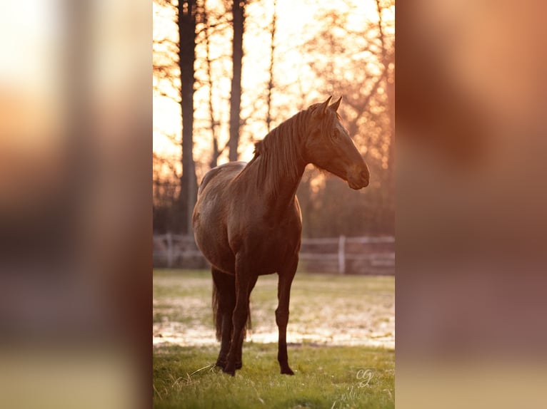 PRE Klacz 4 lat 165 cm Gniada in Lübbenau