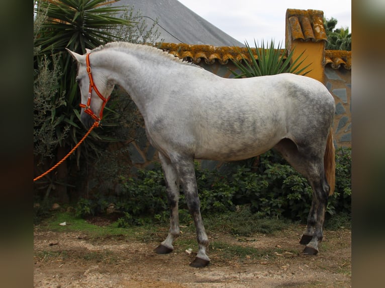 PRE Mix Klacz 4 lat 165 cm Siwa in Vejer de la Frontera