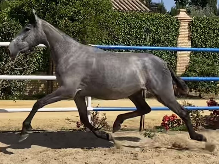 PRE Mix Klacz 4 lat 167 cm Siwa in Fuentes De Andalucia