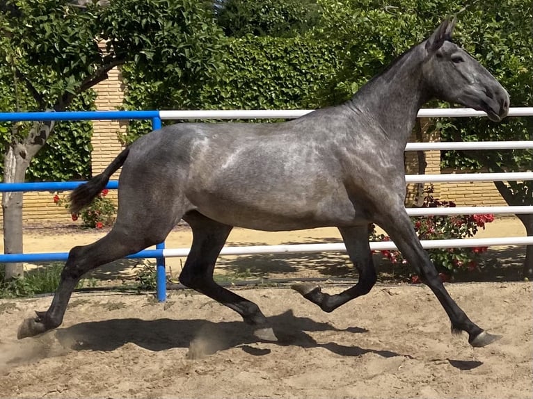 PRE Mix Klacz 4 lat 167 cm Siwa in Fuentes De Andalucia