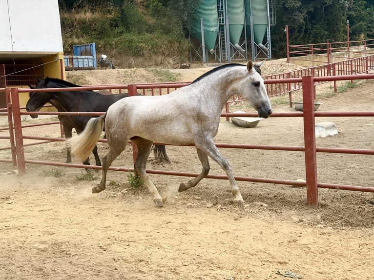 PRE Klacz 4 lat 167 cm Siwa in Galaroza (Huelva)