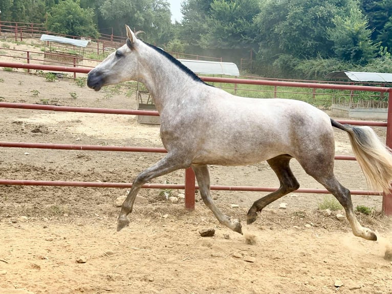 PRE Klacz 4 lat 167 cm Siwa in Galaroza (Huelva)