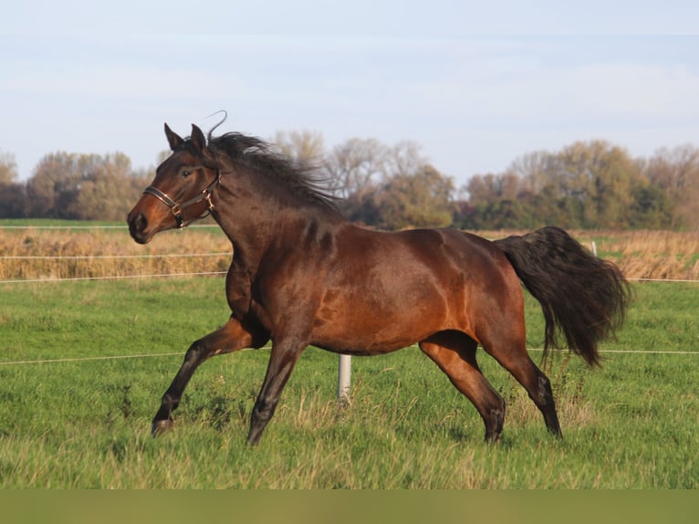 PRE Klacz 4 lat 168 cm Ciemnogniada in Wremen