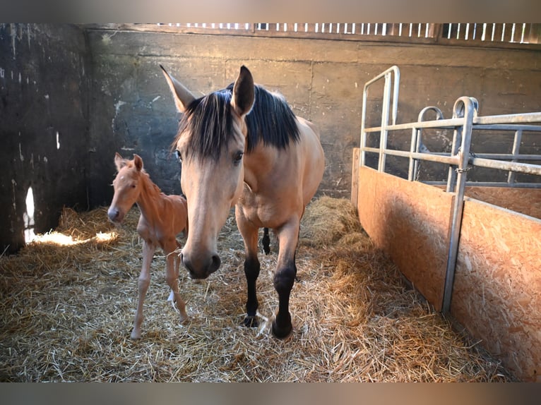 PRE Mix Klacz 4 lat 170 cm Jelenia in Klettgau-Bühl