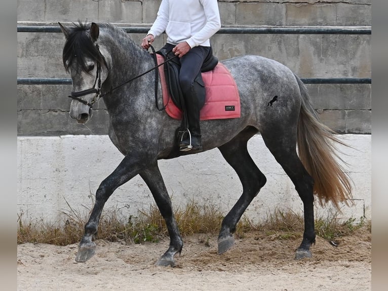 PRE Mix Klacz 4 lat 170 cm Siwa in Menorca