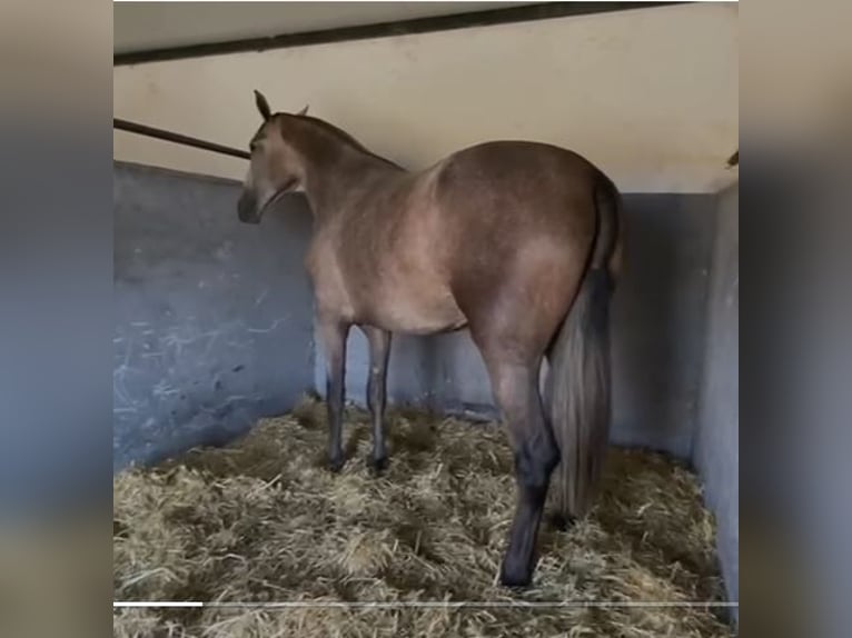 PRE Klacz 4 lat 177 cm Siwa w hreczce in Navalvillar De Pela