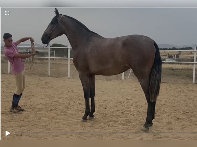 PRE Klacz 4 lat 177 cm Siwa w hreczce in Navalvillar De Pela
