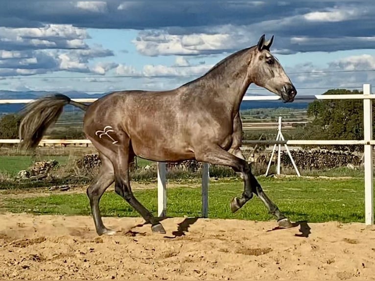 PRE Klacz 4 lat 177 cm Siwa w hreczce in Navalvillar De Pela