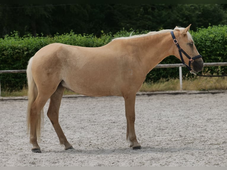 PRE Mix Klacz 5 lat 150 cm Izabelowata in Neustadt (Wied)