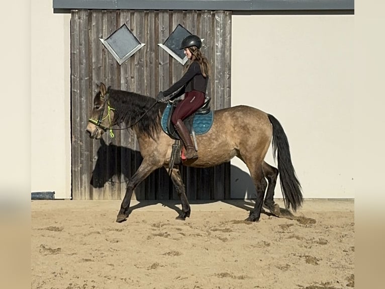 PRE Mix Klacz 5 lat 153 cm Bułana in Daleiden