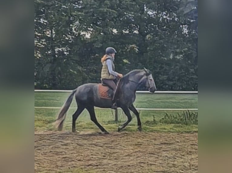 PRE Mix Klacz 5 lat 154 cm Siwa in Ostbevern