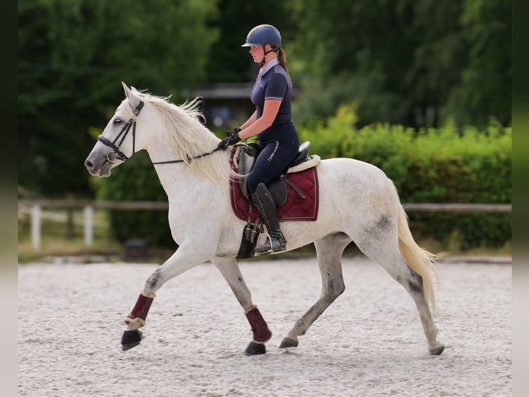 PRE Mix Klacz 5 lat 154 cm Siwa in Neustadt (Wied)