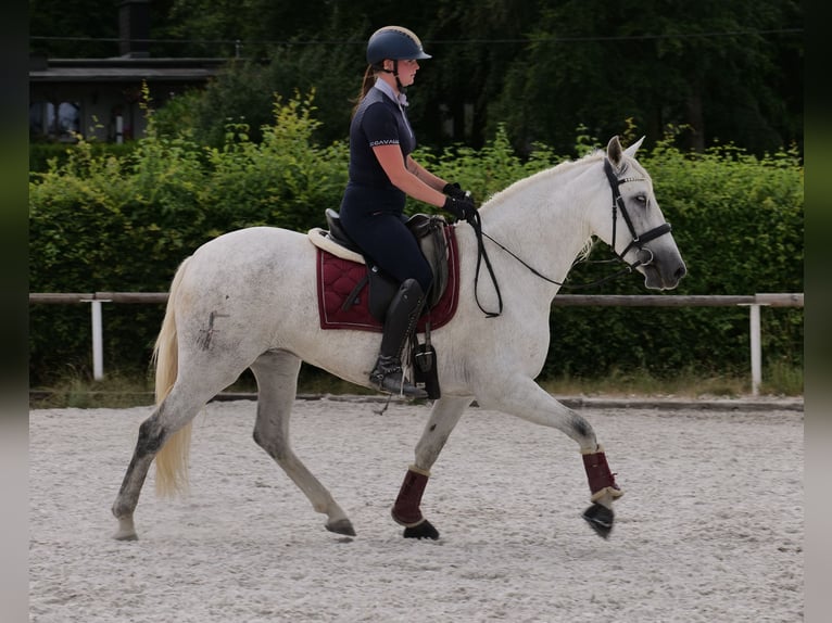 PRE Mix Klacz 5 lat 154 cm Siwa in Neustadt (Wied)