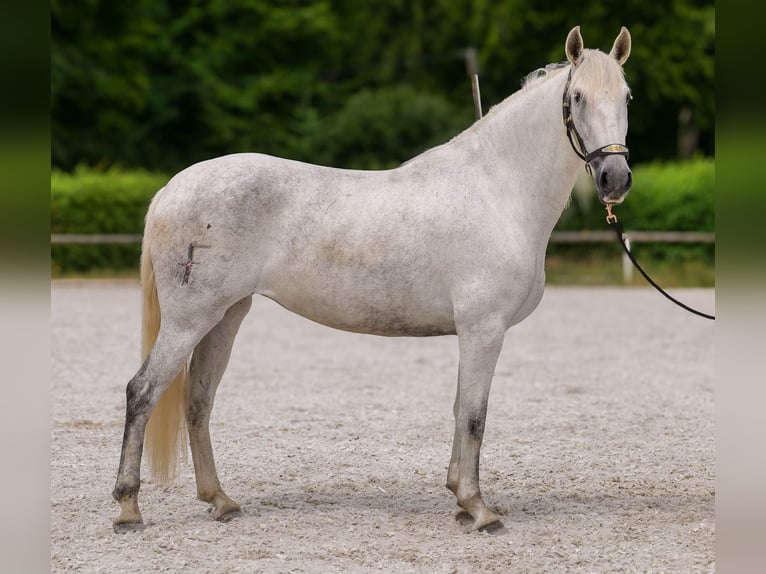 PRE Mix Klacz 5 lat 154 cm Siwa in Neustadt (Wied)