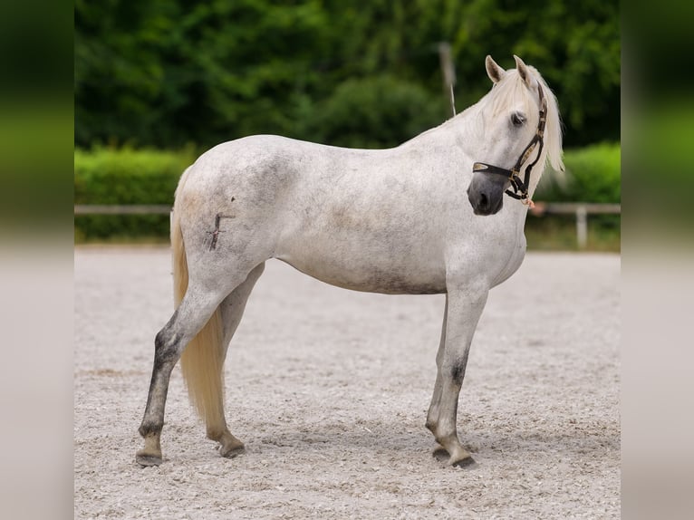 PRE Mix Klacz 5 lat 154 cm Siwa in Neustadt (Wied)