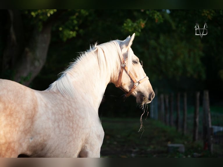 PRE Klacz 5 lat 155 cm Izabelowata in La Vespière-Friardel