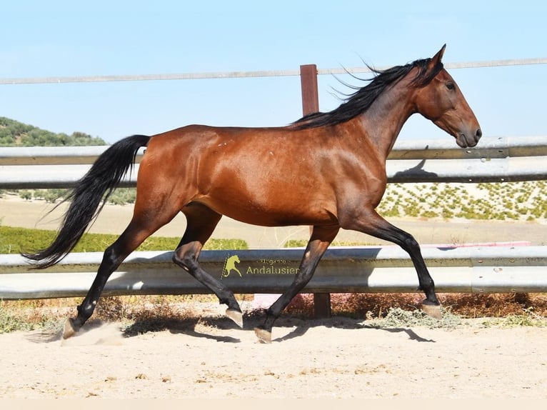 PRE Klacz 5 lat 156 cm Gniada in Provinz Cordoba