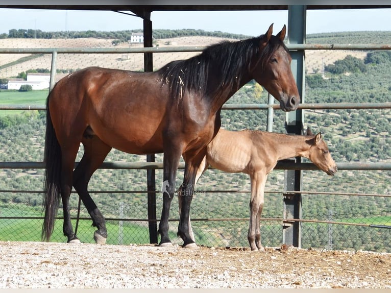 PRE Klacz 5 lat 156 cm Gniada in Provinz Cordoba