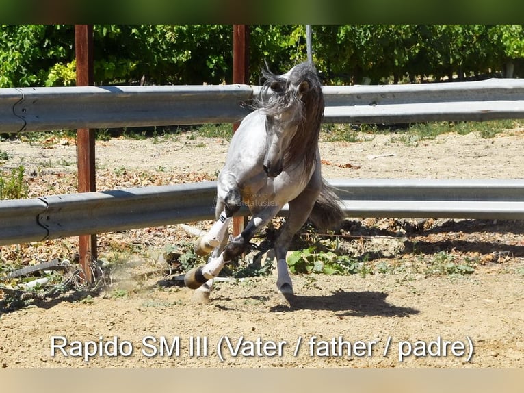 PRE Klacz 5 lat 156 cm Gniada in Provinz Cordoba