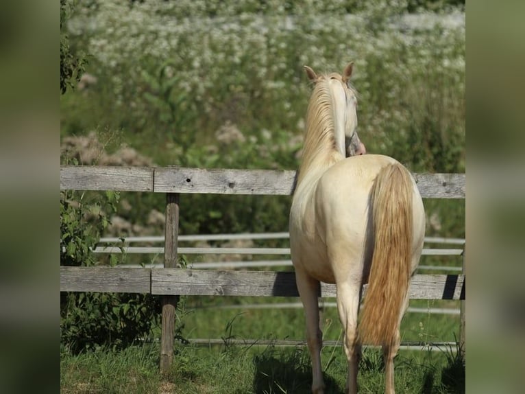 PRE Klacz 5 lat 158 cm Perlino in Waldshut-Tiengen
