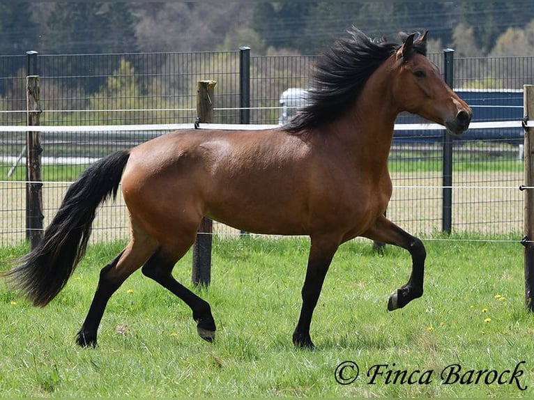 PRE Klacz 5 lat 160 cm Gniada in Wiebelsheim