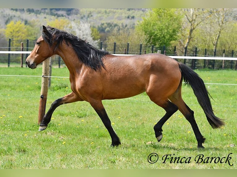 PRE Klacz 5 lat 160 cm Gniada in Wiebelsheim