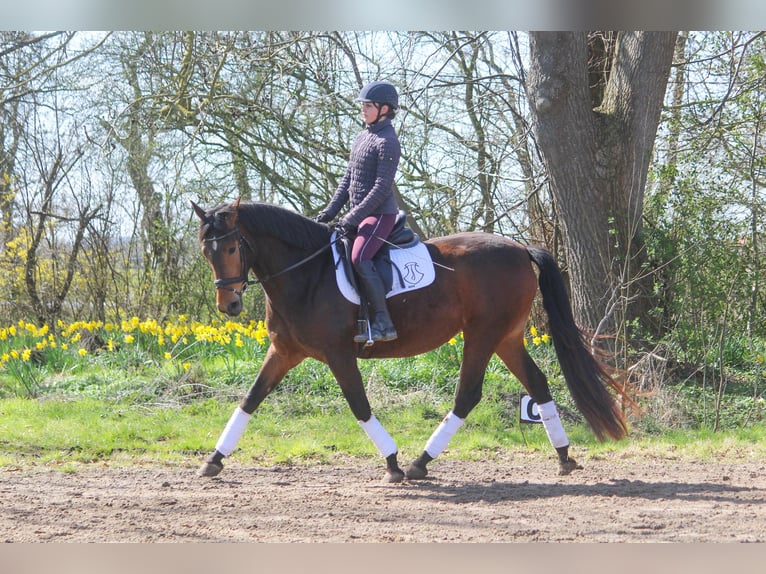 PRE Mix Klacz 5 lat 160 cm Gniada in Wremen