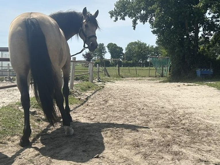 PRE Klacz 5 lat 160 cm Jelenia in Nijkerk