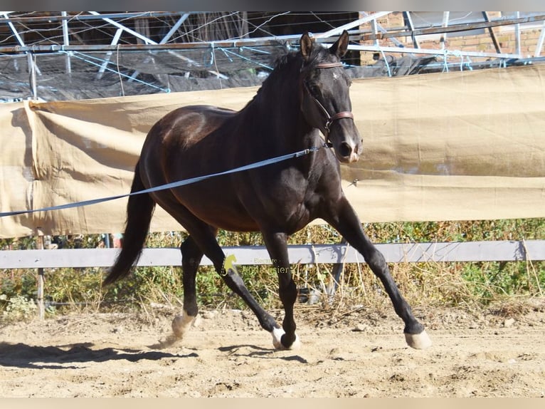 PRE Klacz 5 lat 160 cm Kara in Provinz Granada